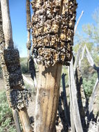 Image of Organ Pipe Cactus