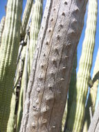 Image of Organ Pipe Cactus