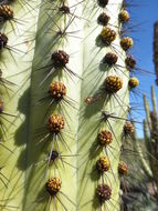 Image of Organ Pipe Cactus