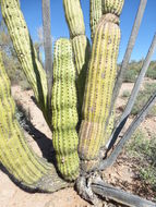 Image of Organ Pipe Cactus