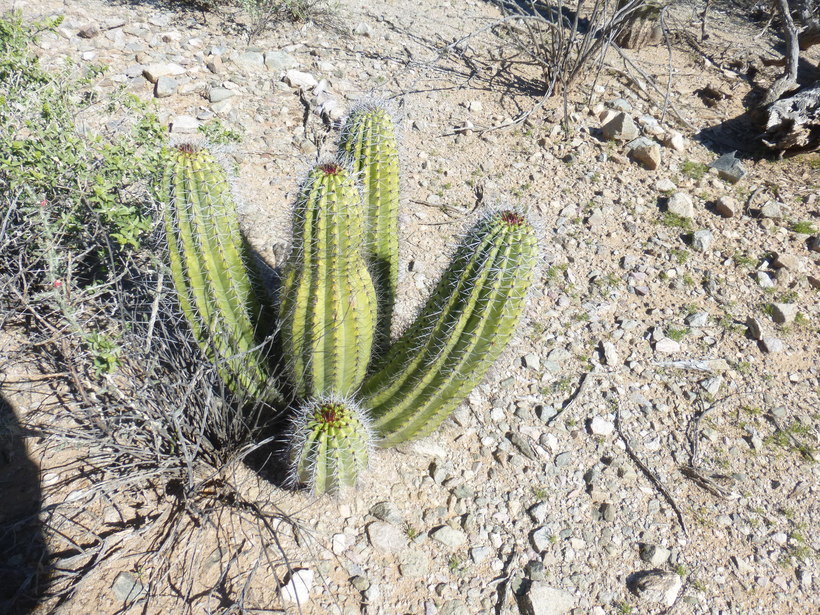 Image of Organ Pipe Cactus