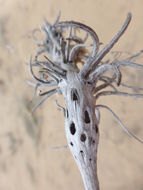 Imagem de Oenothera deltoides Torr. & Frem.