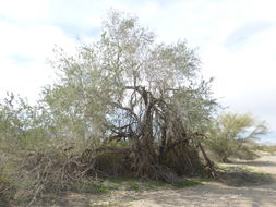 Image of desert ironwood