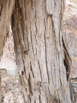 Image of desert ironwood