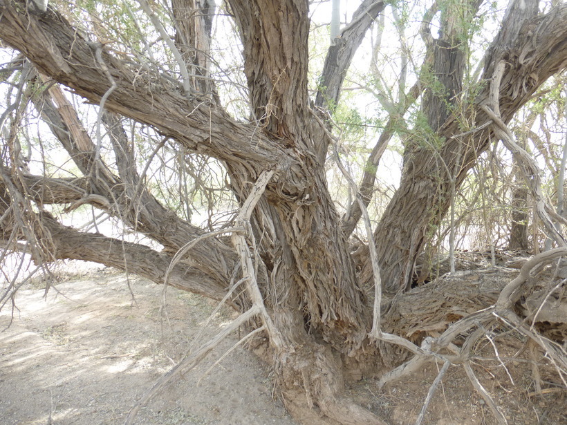 Image of desert ironwood