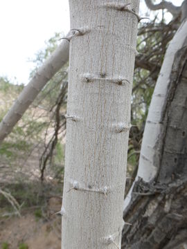 Image of desert ironwood