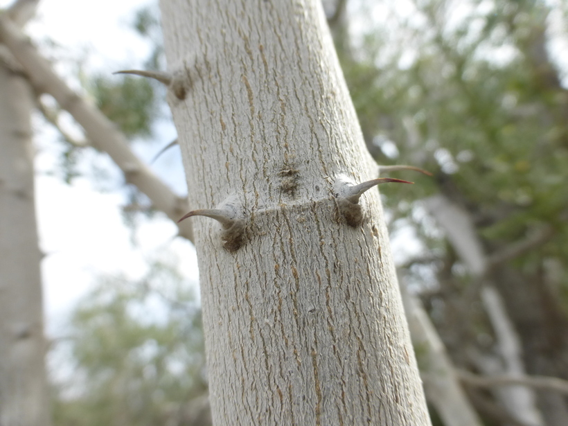 Image of desert ironwood