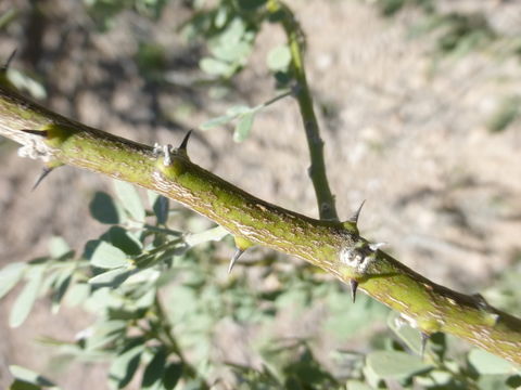 Image of desert ironwood