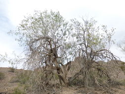 Image of desert ironwood