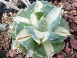 Agave applanata K. Koch resmi