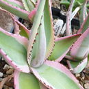 Plancia ëd Agave guiengola Gentry