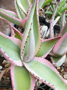 Image of Silvery agave