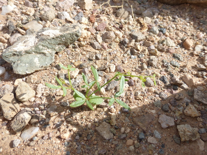 Image of California fagonbush