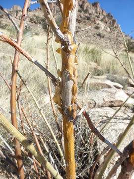 Sivun Erythrina flabelliformis Kearney kuva