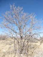 Imagem de Fraxinus velutina Torr.