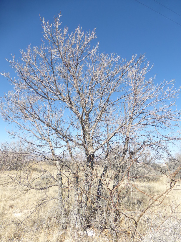 Image of velvet ash