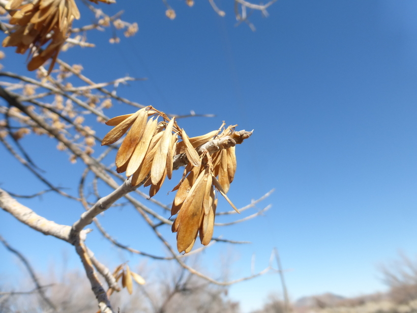 Imagem de Fraxinus velutina Torr.