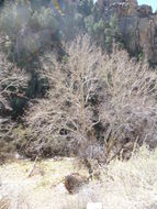 Image of Arizona sycamore