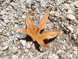 Image of Arizona sycamore