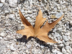 Image of Arizona sycamore