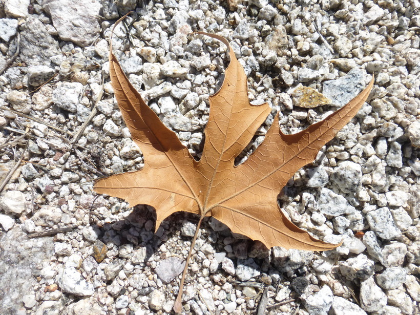 Image of Arizona sycamore