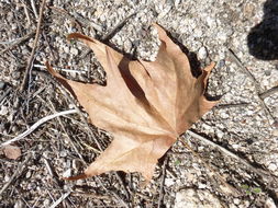 Image of Arizona sycamore