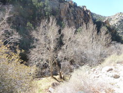 Image of Arizona sycamore