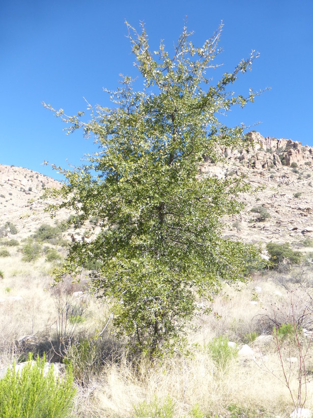 Imagem de Quercus emoryi Torr.