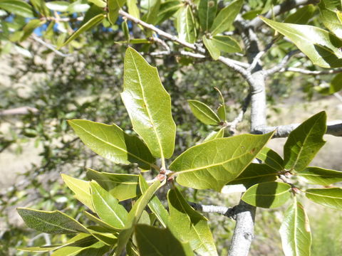 Image of Emory Oak