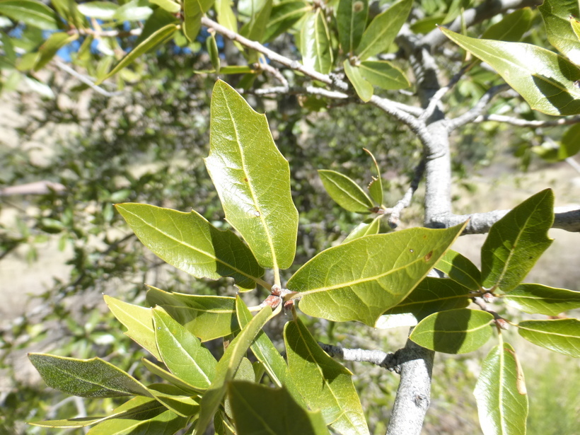 Imagem de Quercus emoryi Torr.