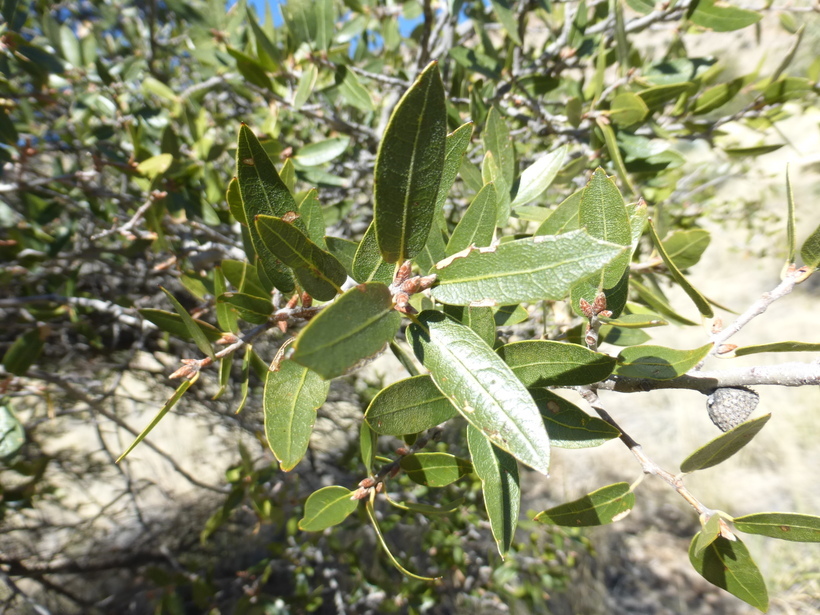 Image of Emory Oak