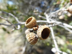 Image of Emory Oak