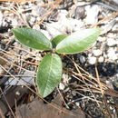 Quercus hypoleucoides A. Camus resmi