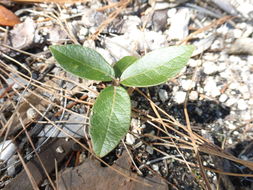 Image of Silverleaf Oak