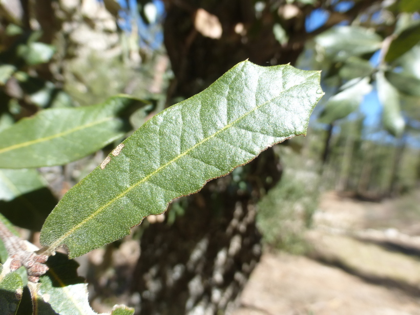 Image of Silverleaf Oak