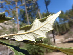 Image of Silverleaf Oak