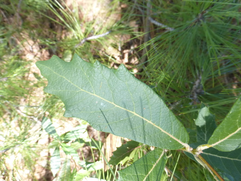 Image of Silverleaf Oak