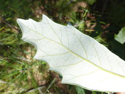 Image of Silverleaf Oak