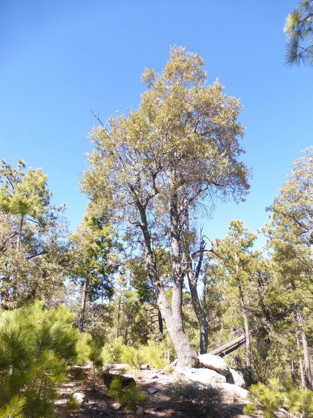 Image of Silverleaf Oak