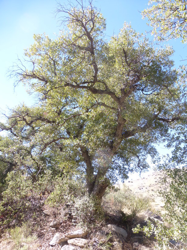 صورة Quercus oblongifolia Torr.