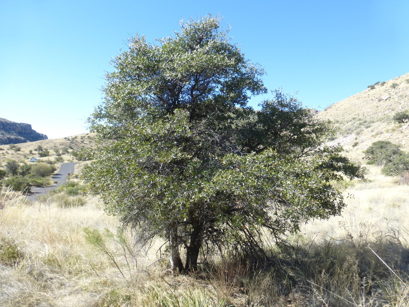 صورة Quercus oblongifolia Torr.