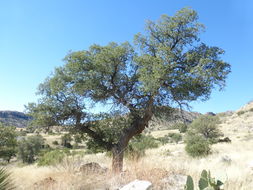 صورة Quercus oblongifolia Torr.