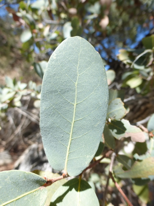 صورة Quercus oblongifolia Torr.