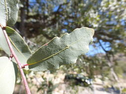 صورة Quercus oblongifolia Torr.