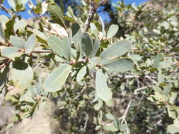 Image of Mexican Blue Oak