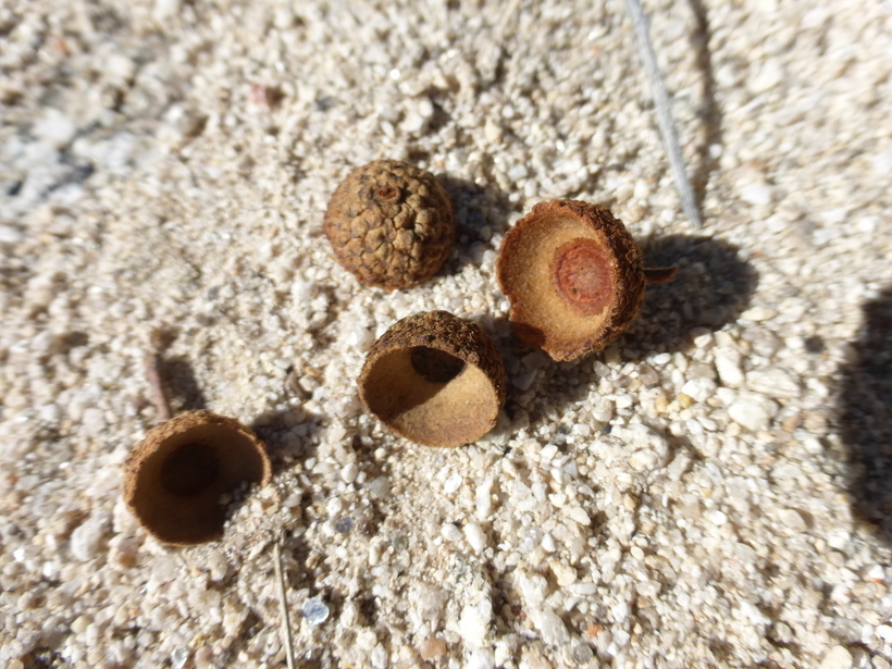 Image of Mexican Blue Oak