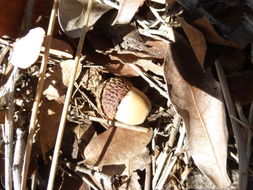 Image of Mexican Blue Oak