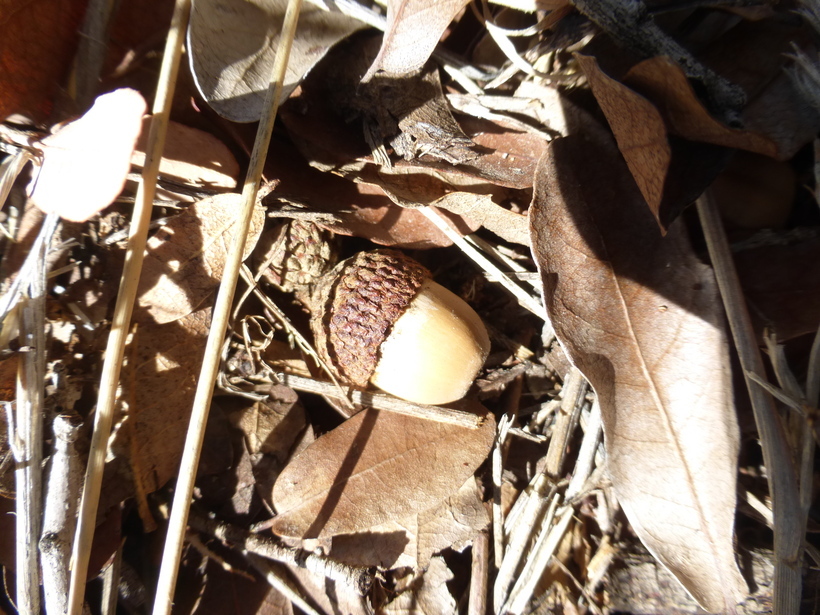 صورة Quercus oblongifolia Torr.