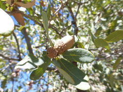 صورة Quercus oblongifolia Torr.