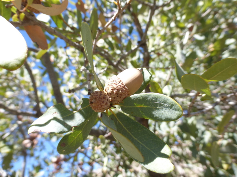 Image of Mexican Blue Oak